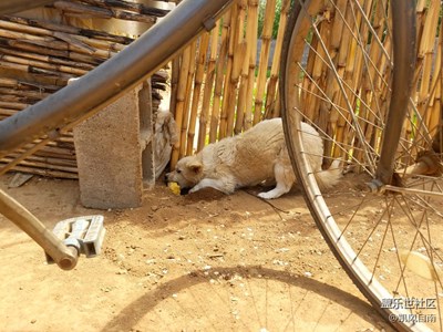 【可愛(ài)的它】+遼寧  +萌萌噠在藏東西呢