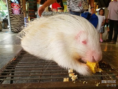 動物園里的吃貨們