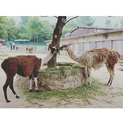 動物園的羊駝