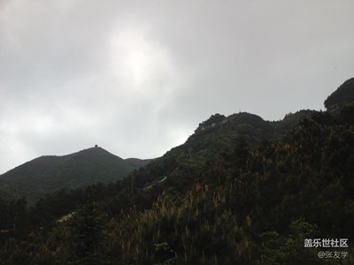 手機(jī)拍照分享，野生杜娟花，不喜勿噴！