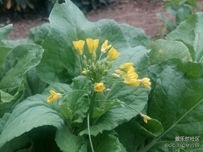 老版本A5隨手拍