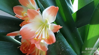 君子蘭花開了