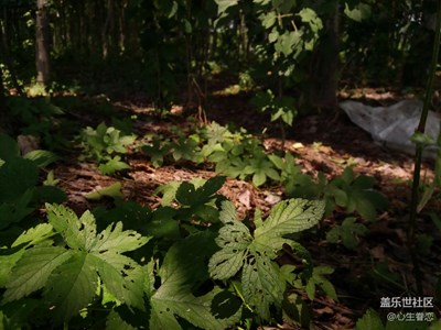 [三星A9高配]-叢林?jǐn)z影教學(xué)