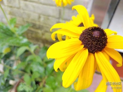 愛不一樣的燦爛