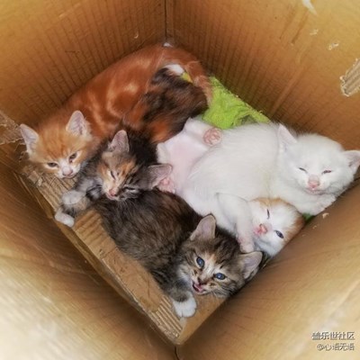 用S7記錄小貓咪的成長(zhǎng)