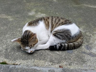 天氣悶熱不想動，我還是打個(gè)盹吧……