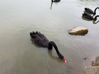走近黑天鵝
