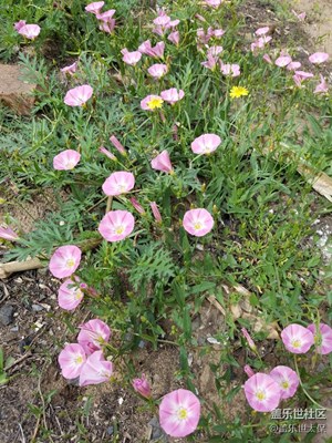 牽牛花