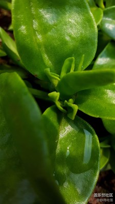專業(yè)模式
