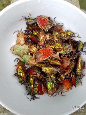 昨天上午上山拍的相片分享一下。