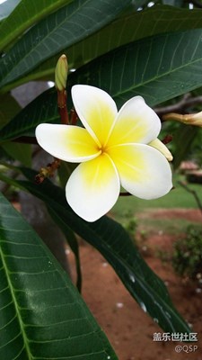 知道這是什么花？