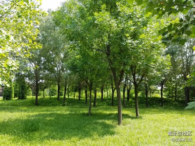 如畫(huà)的濮上園