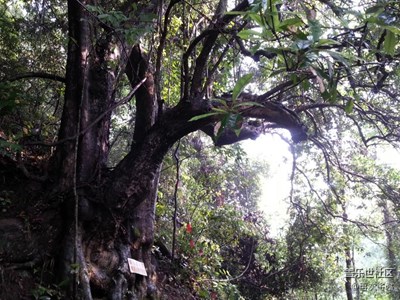 路邊的一棵老態(tài)龍鐘的樹(shù)