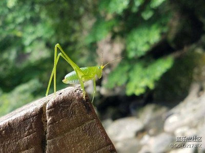 旅游帶上s7e，太給咱張臉了
