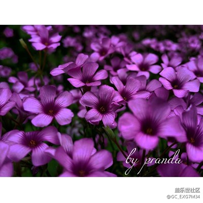 那些花兒