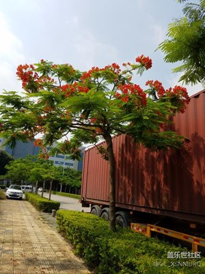 花