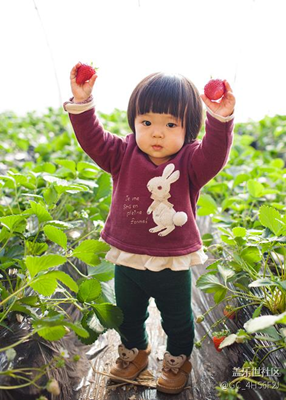 摘草莓