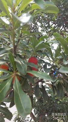 心急了，還沒熟