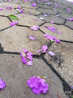 鋪滿鮮花的道路