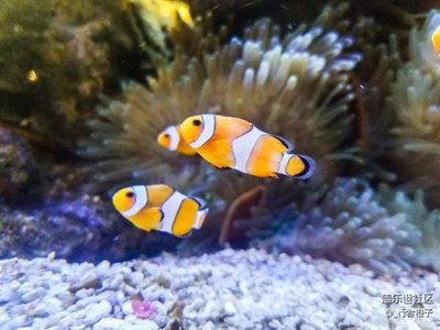 一些值得記錄的瞬間——三星Galaxy S7可以有多快？