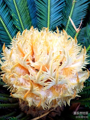 鐵樹開花分雌雄