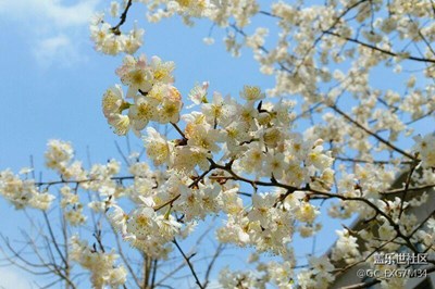花季