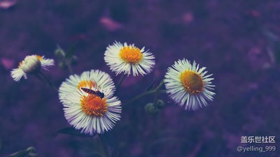 用上濾鏡，菜鳥也能拍出美圖來