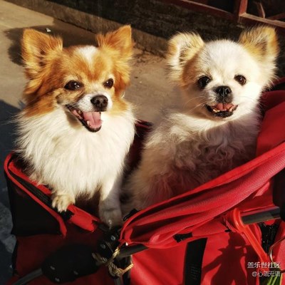 用S7記錄偶遇的狗狗們