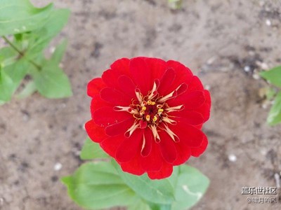 年年歲歲花相似