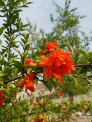 石榴漲勢(shì)喜人