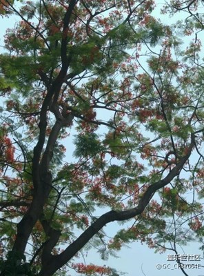 在樹上盛開的花