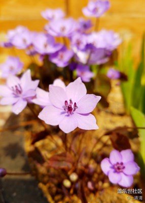 迷人的色彩，就是微觀的風景