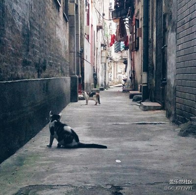 隨處可見(jiàn)的喵兒