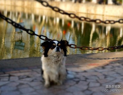 狗狗你走丟了嗎