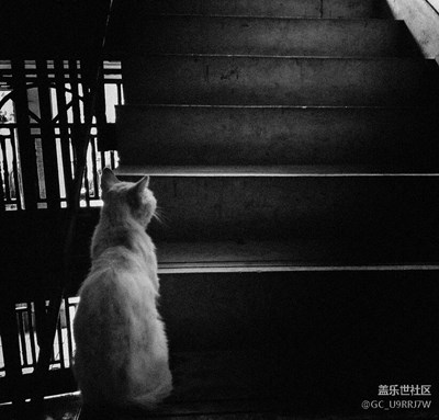 在等候著什么的貓貓