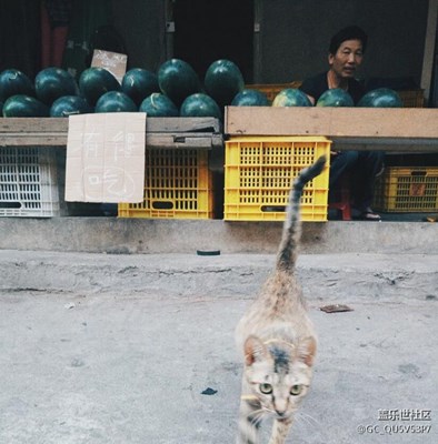 守?cái)倷n的小幫手