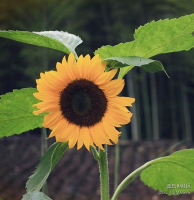 生活中的正能量