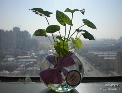 在公司種的小植物