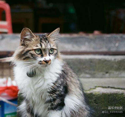 小店養(yǎng)的貓