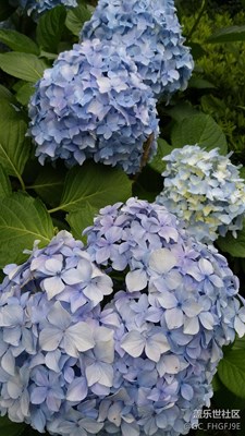 會(huì)變色的心