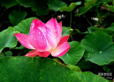 荷花與水珠的交融