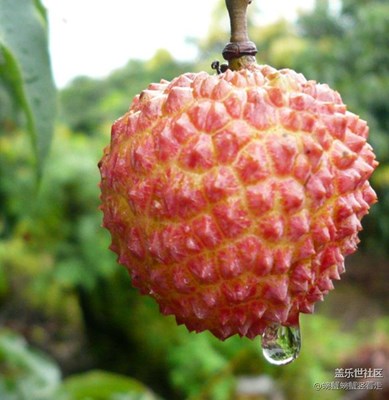 即將滴落的是我的口水……