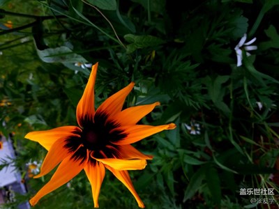 三星S7拍攝路邊美麗的野花！