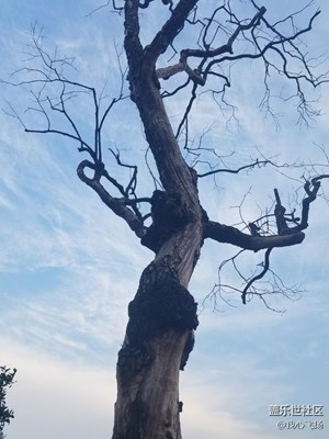 柿子樹