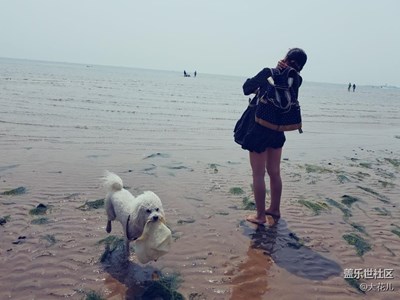 大海，女孩，狗狗……