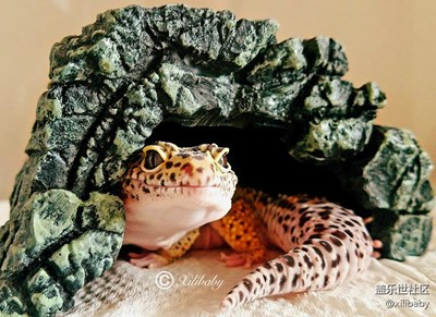 霸氣側(cè)漏的呆萌