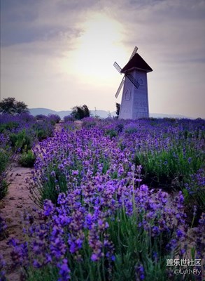 薰衣草帶給你一周好心情～s7edge