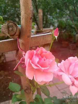 一張流，花