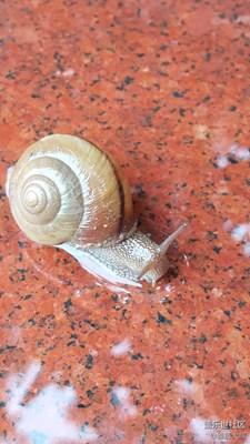 自然界的房奴