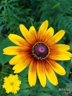 【攝影】漂亮的花朵！